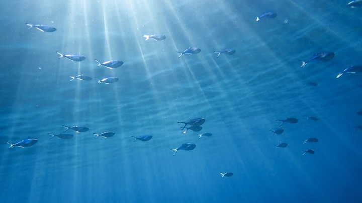 El cambio climático impacta en la producción biológica en el mar Mediterráneo